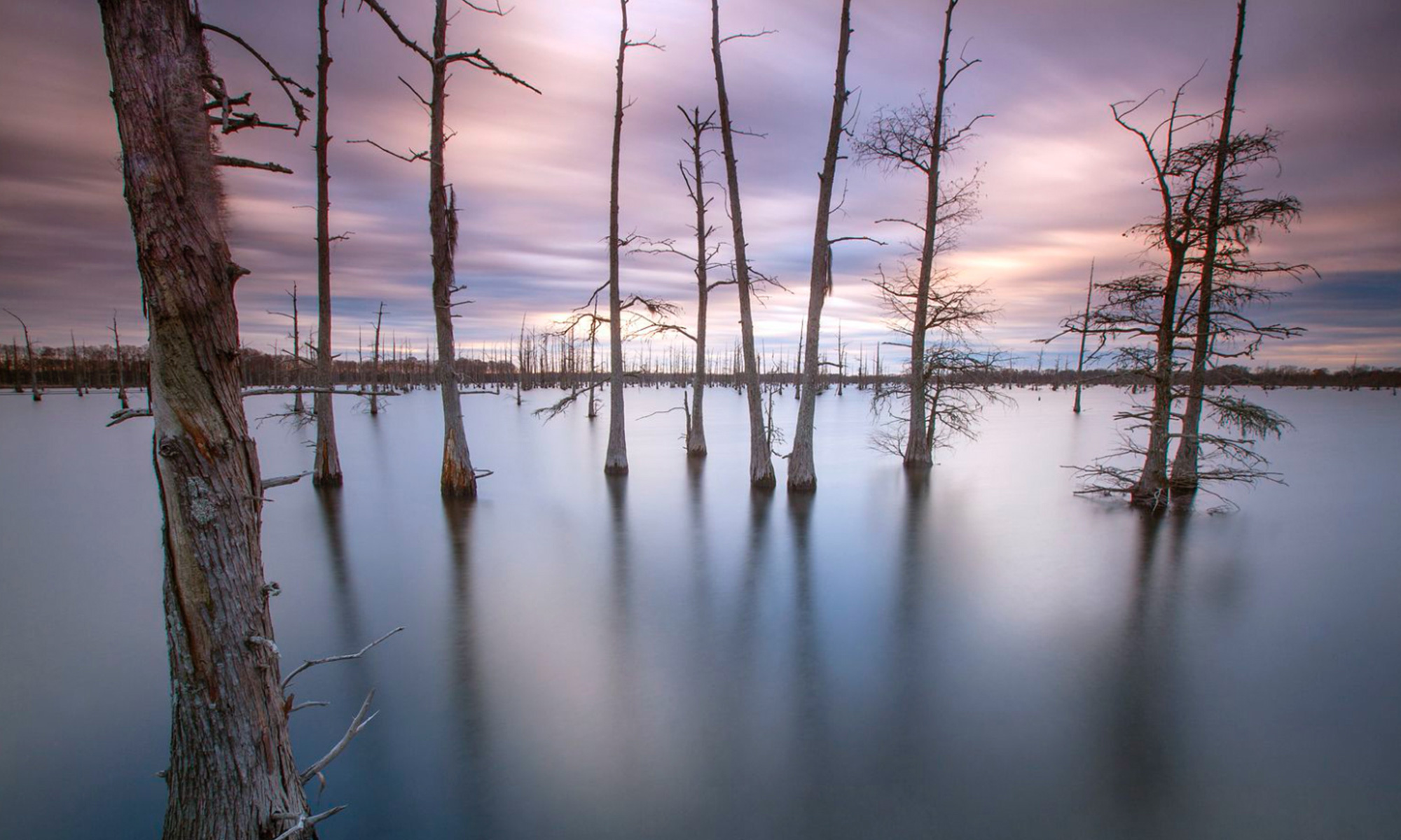Dead trees in a flooded landscape.